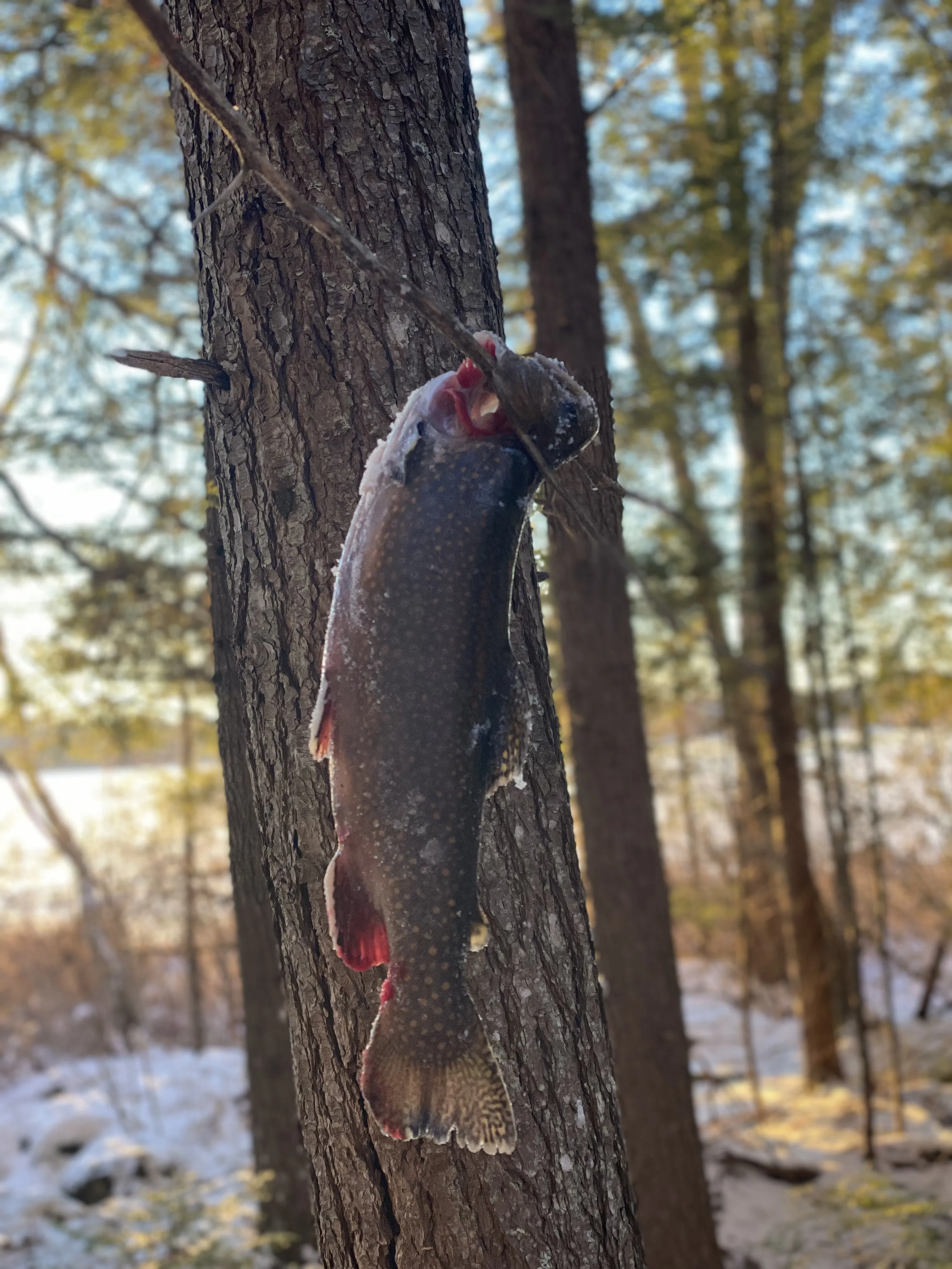 Brook trout on stick