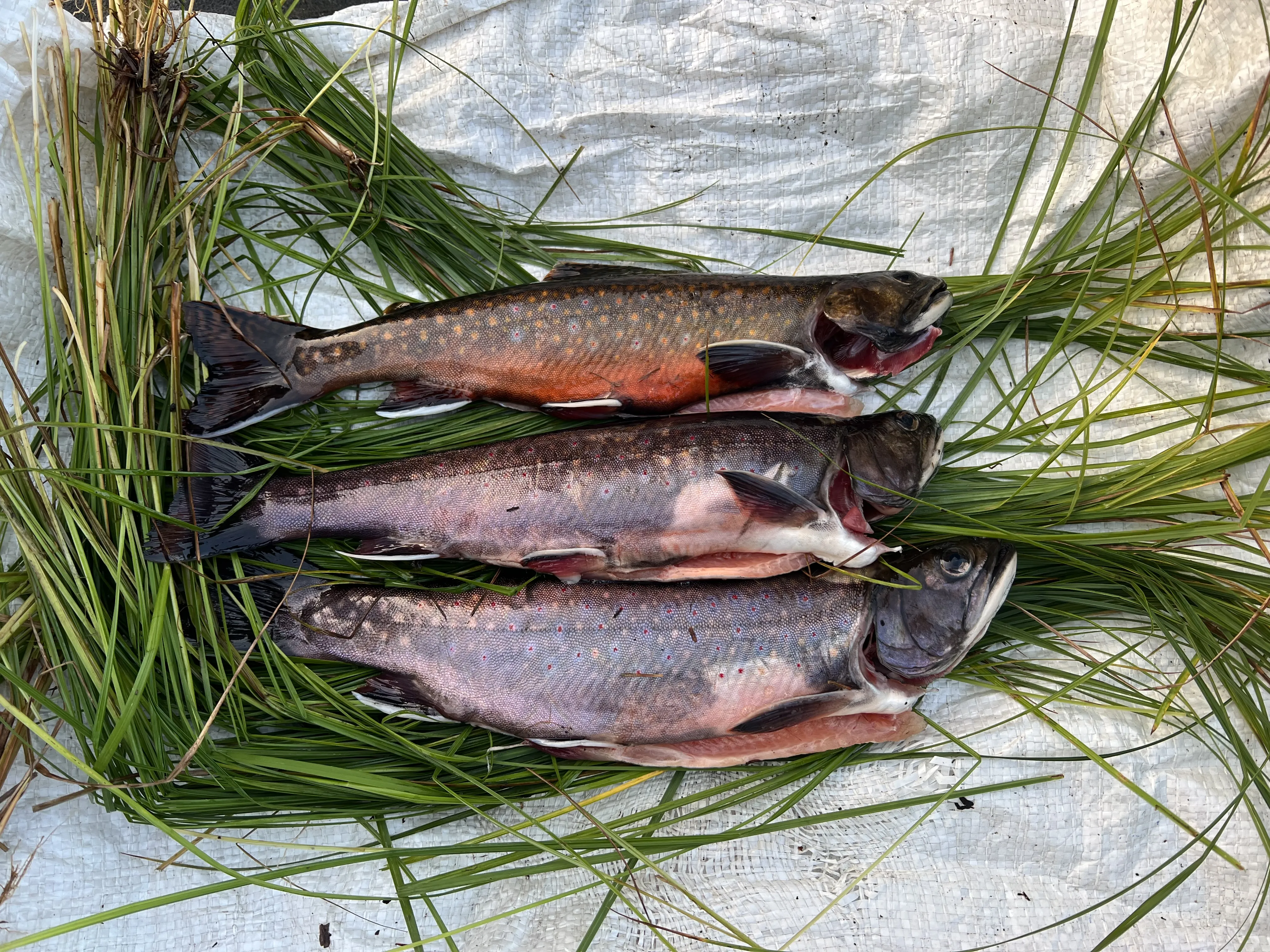 Guided ice fishing trip