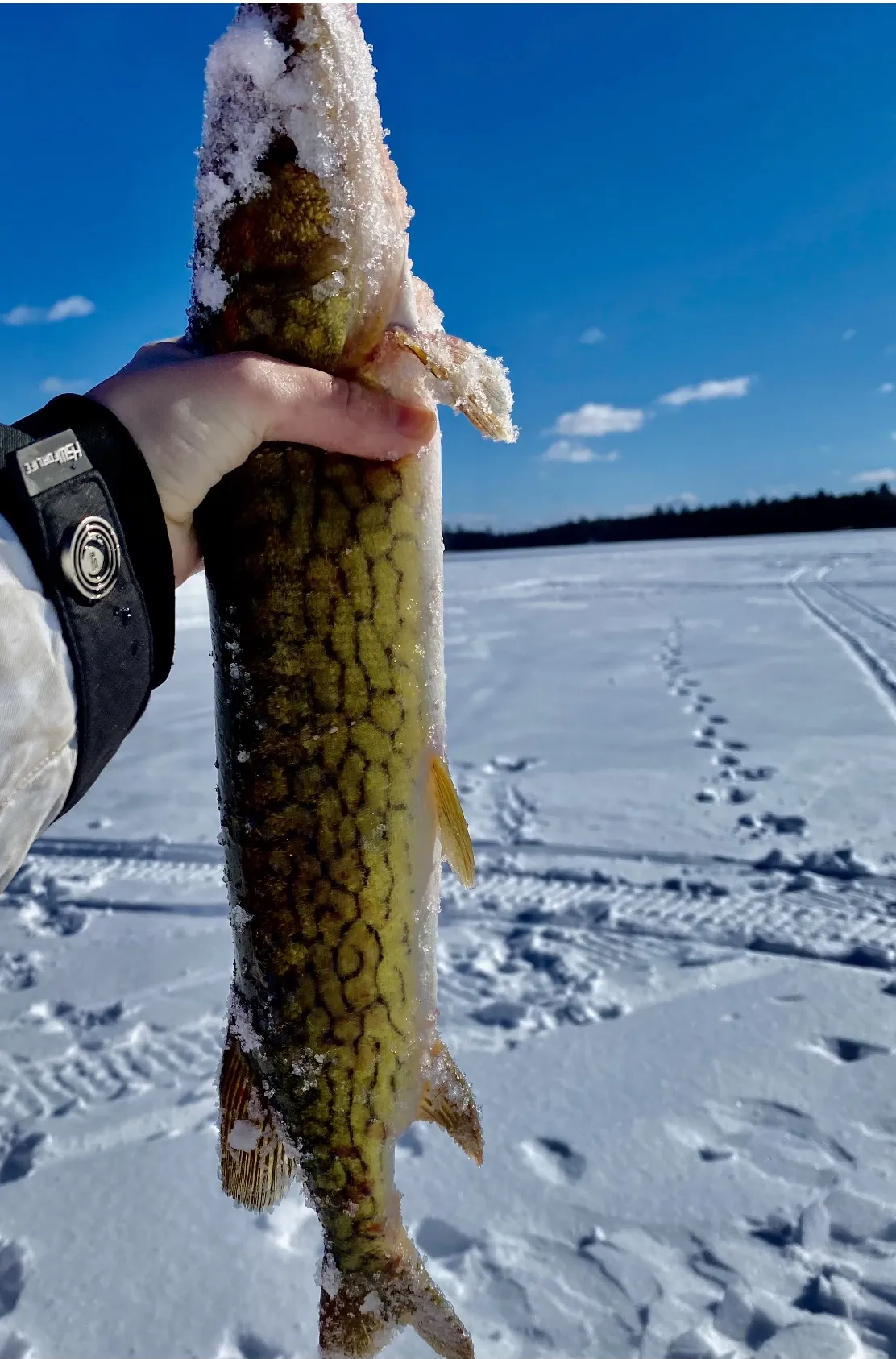 Guided ice fishing trip