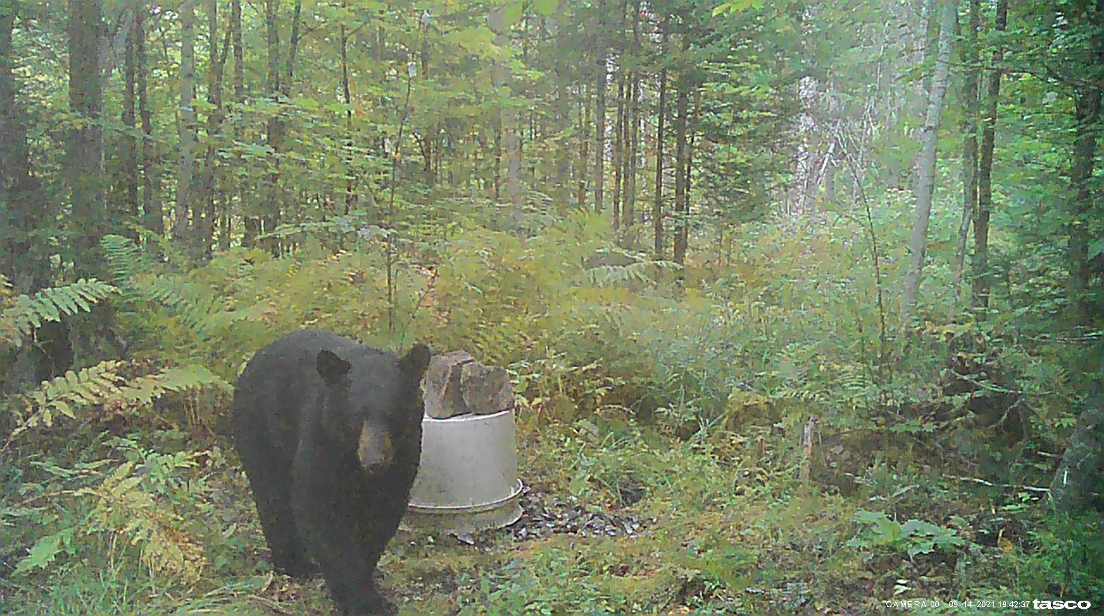 black bear at bait