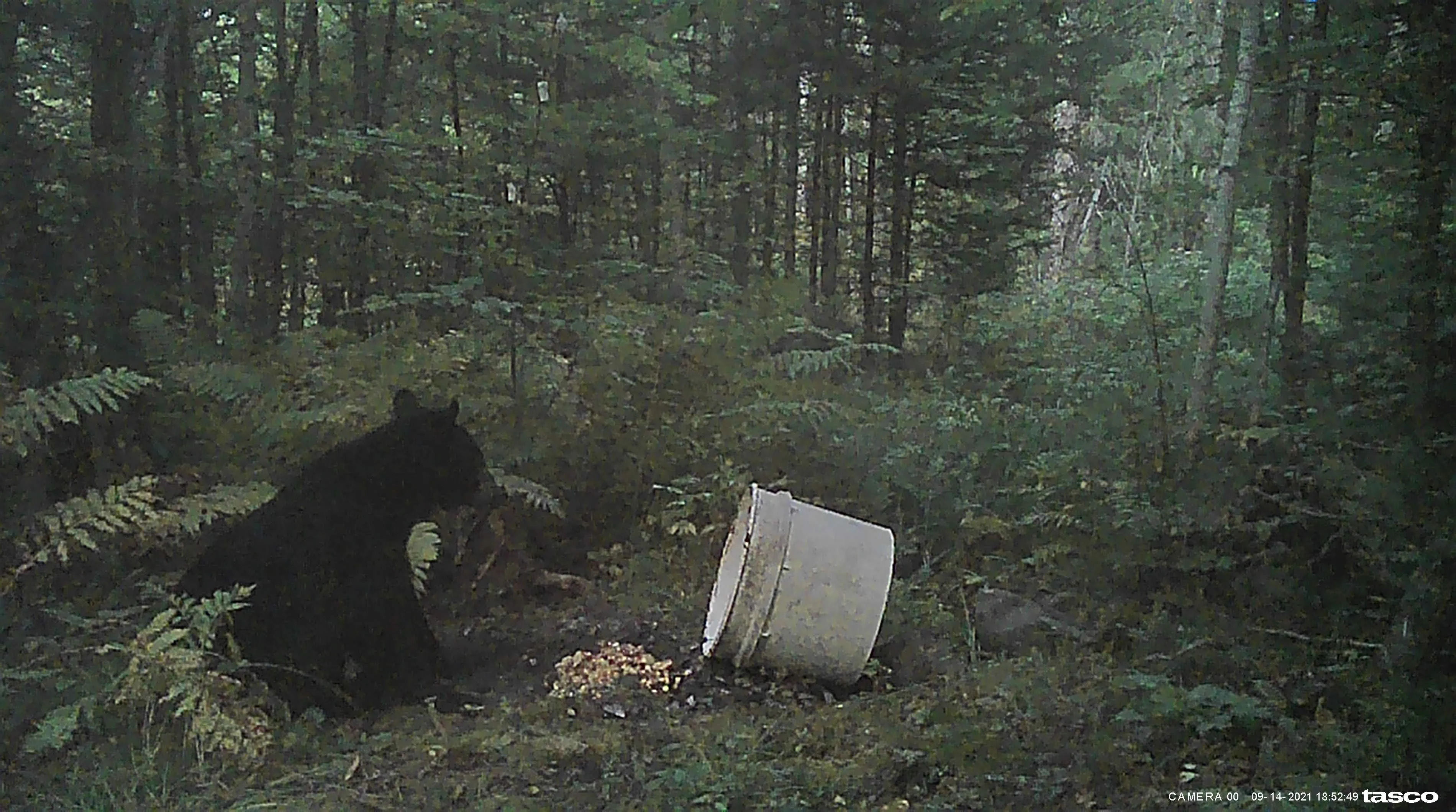 black bear at bait