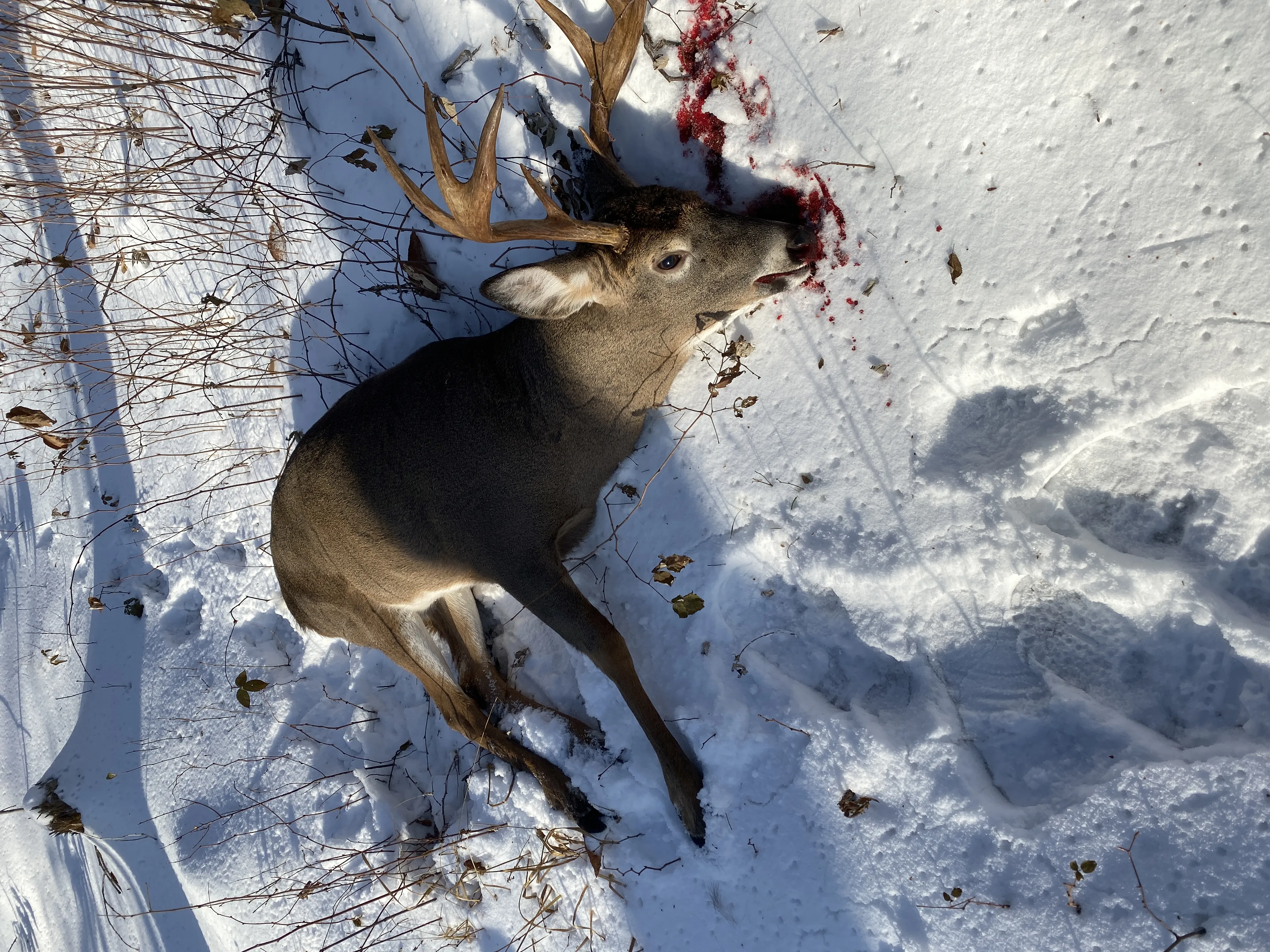 Harvested Maine Whitetail buck