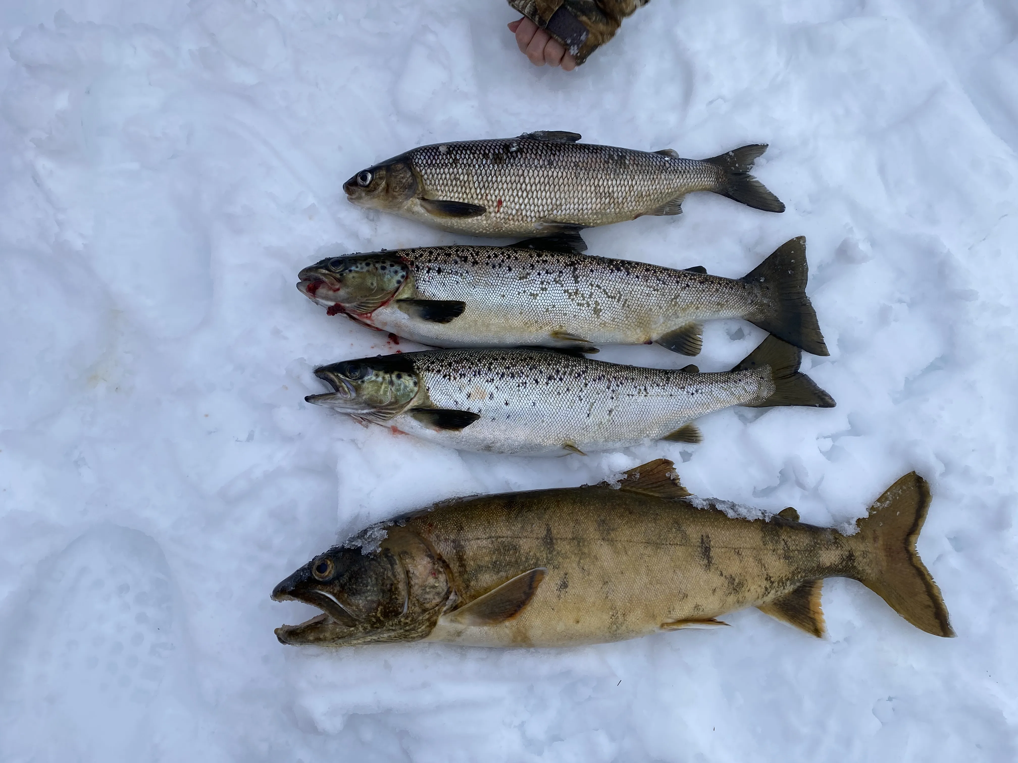 Guided ice fishing trip