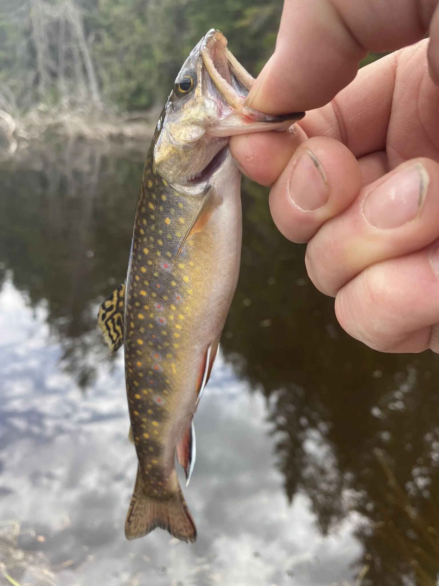 Brook trout